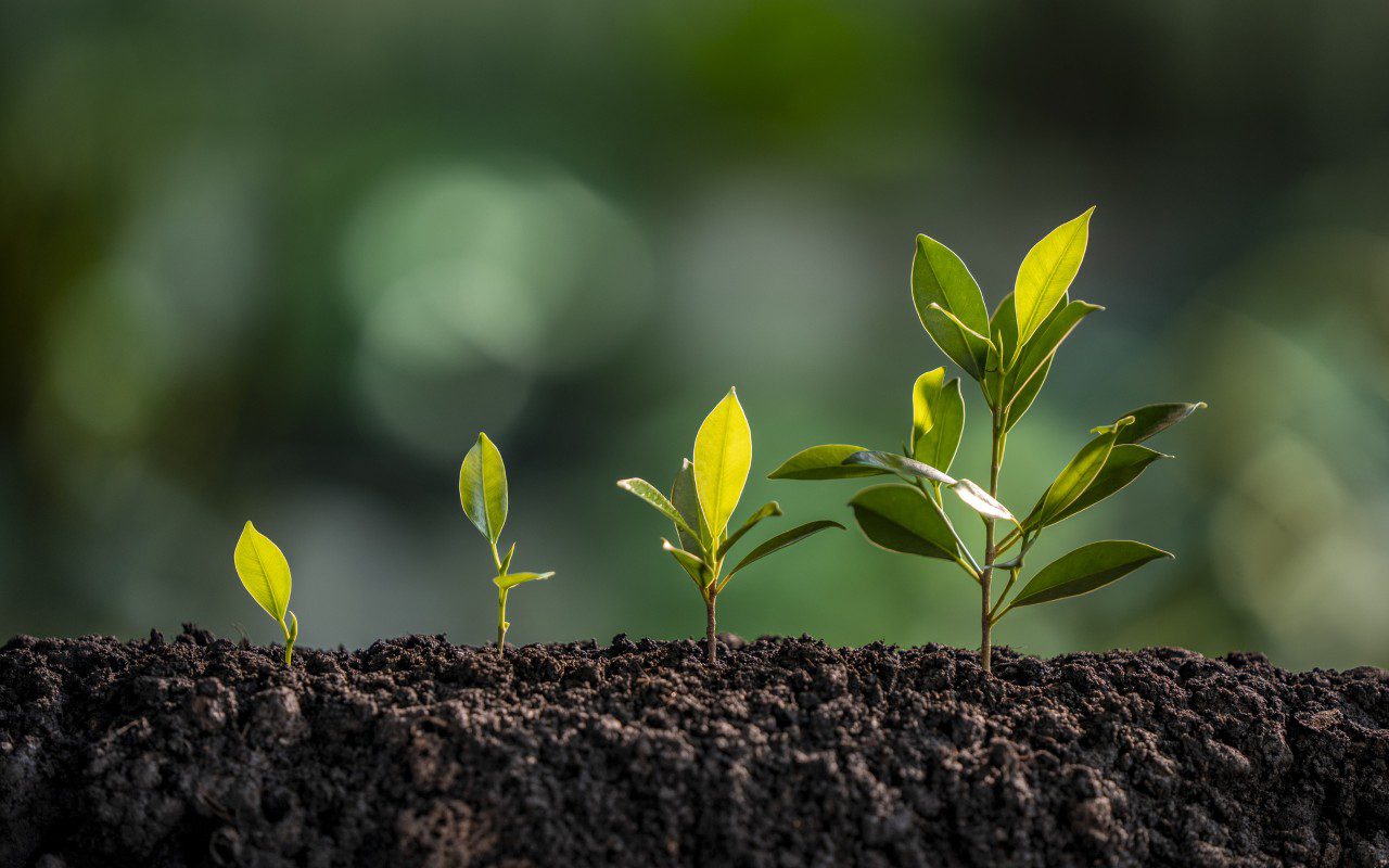 Seedlings in a row on soil