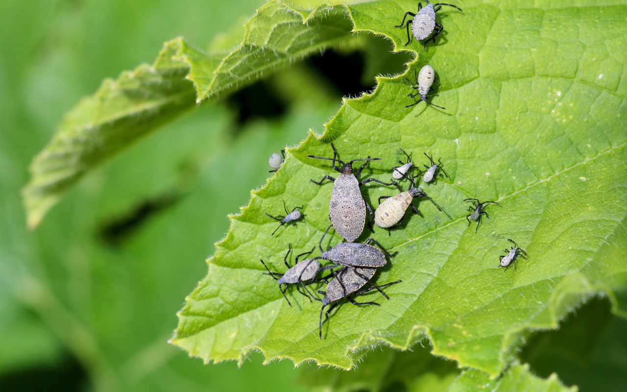 Insects on a green leaf