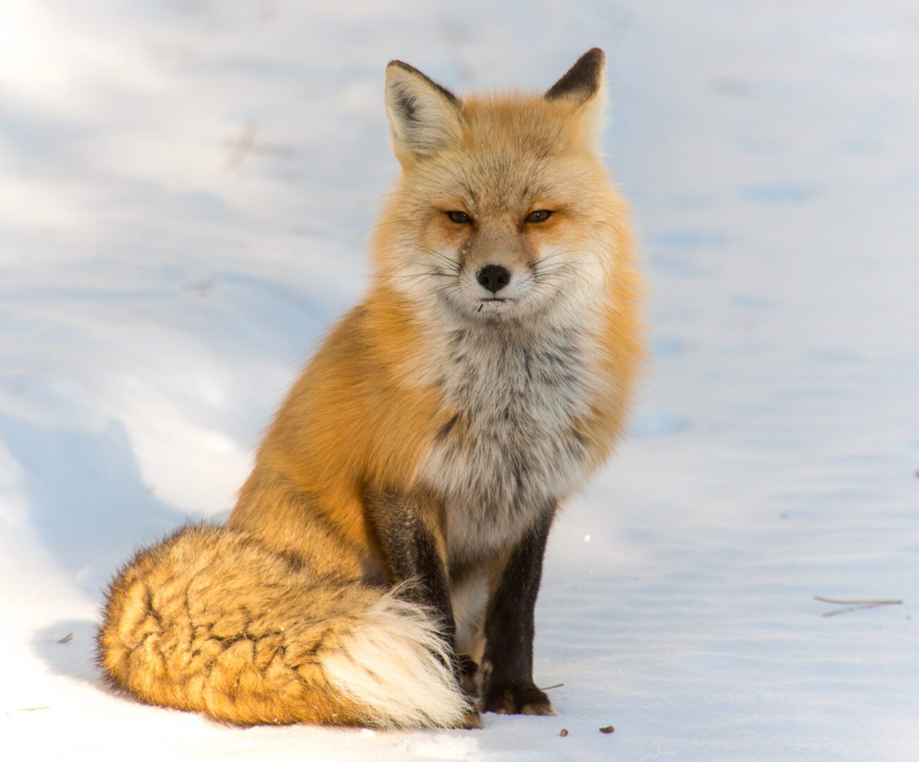 Red Fox Grand Teton NP