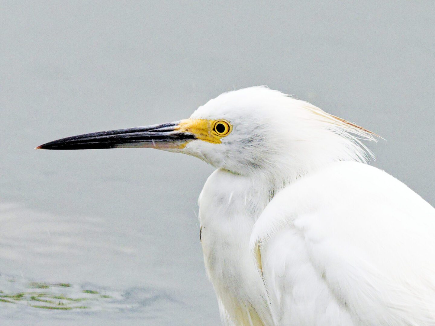 IOP BIRD1.jpg