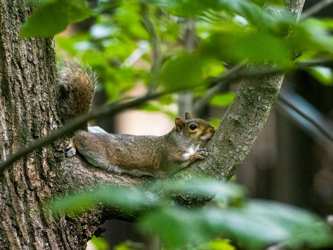 lazy Squirrel